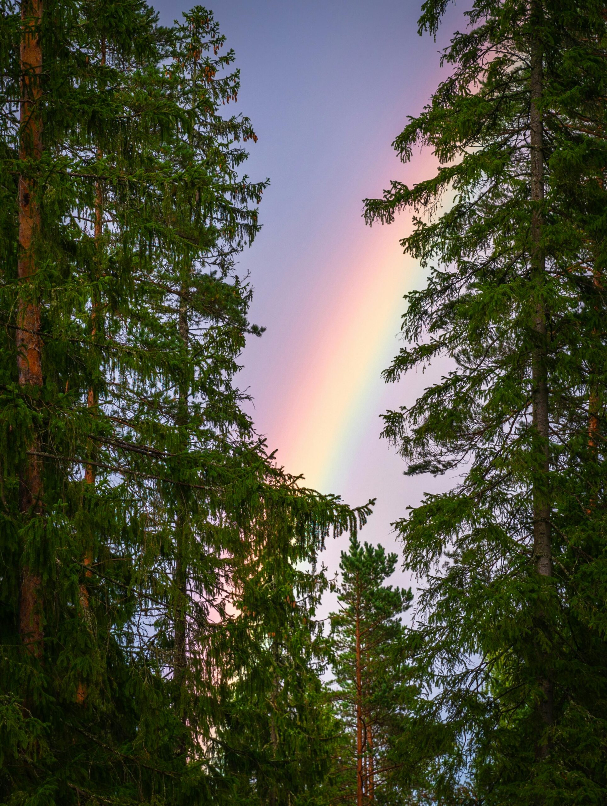 Butterflies and Rainbows