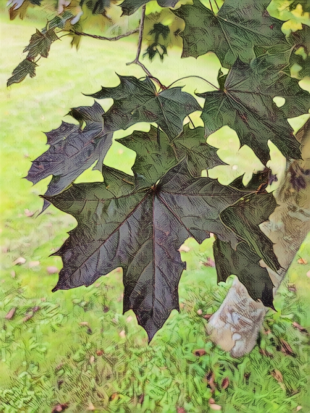 Sugar Maple Leaves – Ephemeral Edits